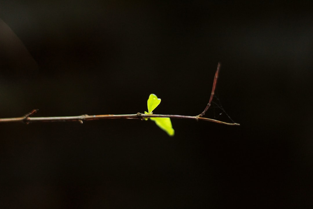 growth mindset illustration